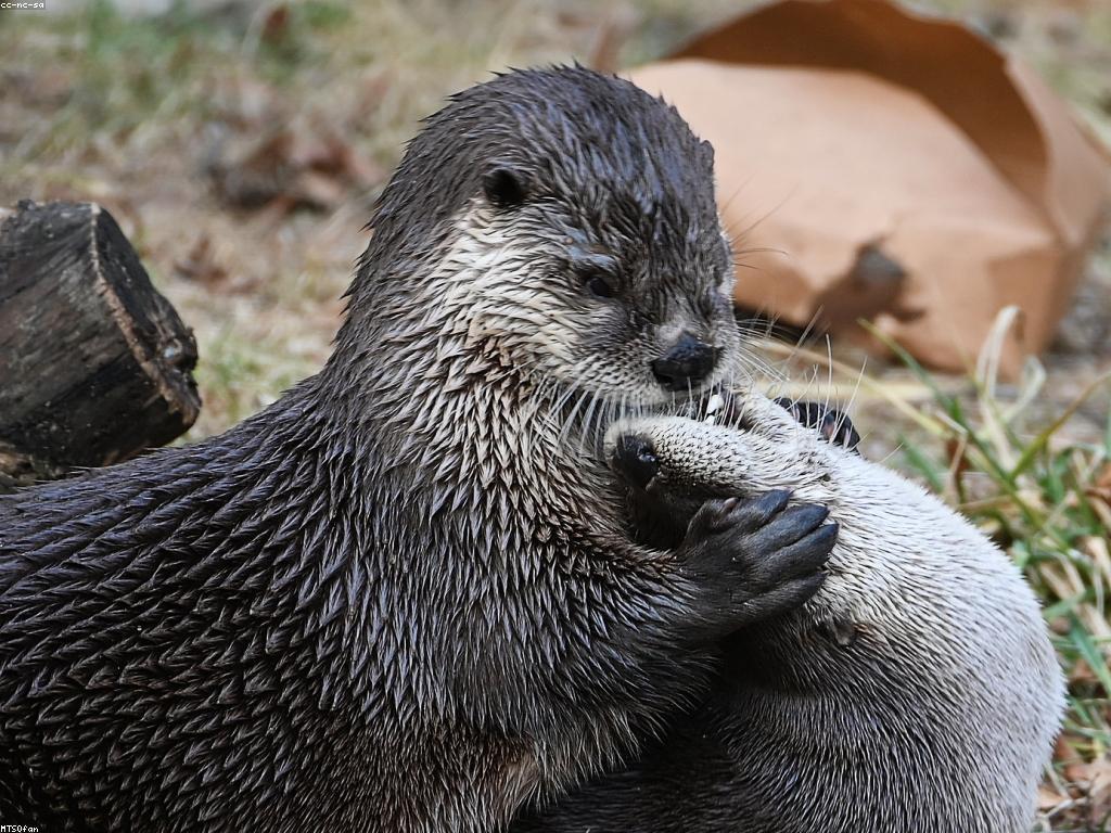 គោលការណ៍នៃការលេង: ការបង្កើនសមត្ថភាពក្នុងការលេង